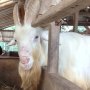 Jelang Idul Adha: Daging Kambing Lebih Sehat dari Daging Sapi & Ayam