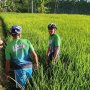 Byuuurr! Sandiaga Uno Nyemplung ke Sawah Saat Bersepeda