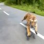 Viral Video Pemotor Dikejar Harimau, Begini Kronologinya