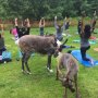 Serunya Yoga Bersama Rusa di Sebuah Peternakan