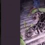 Viral! Foto Macan Dahan Mati Dikuliti Bikin Warganet Geram