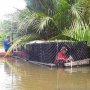 Buaya Pemakan Orang Ditangkap! Panjangnya 5 Meter, Ini Penampakannya