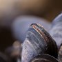 Bandai Sinluka Bawa Berkah, Warga di Pesisir Pantai Thailand Panen Kerang