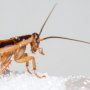 Duh! Kecoak Masa Depan Bakal Kebal Insektisida