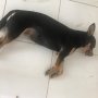 Kematian Anjing Masuk Masjid Jadi Misteri, Publik: Bawa Ceritamu kepada-Nya