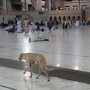 Bukan di Sentul, Foto Anjing Berkeliaran di Masjidil Haram Tapi Tak Diusir