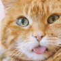 Bikin Gemas! Kucing Oren Ini Menggondol Jajanan dan Uangnya
