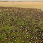 Menanti Drama Migrasi Hewan Liar di Daratan Maasai Mara Kenya