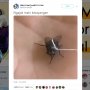 Anti Mainstream, Begini Jadinya Ketika Lalat Dijadikan Hewan Peliharaan