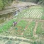Kemarau, Warga Manfaatkan Tepian Sungai untuk Tanam Palawija