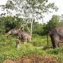 Pasukan Gajah Bantu BBKSDA Riau Halau Kawanan Gajah Liar Masuk Permukiman