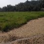 Situ Cijoro Kekeringan, Ratusan Hektare Sawah di Lebak Terancam