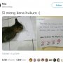 Bikin Gemas, Kucing Ini Dapat Hukuman karena Sering Bawa Cicak