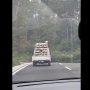 Buntuti Truk Ayam, Pemobil Selamatkan Seekor Ayam yang Melarikan Diri