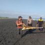 BBKSDA Jatim Kirim Tim Teliti Paus yang Terdampar di Pantai Bambang
