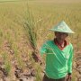 Duh, Ribuan Hektar Sawah di Lumbung Padi Nasional Ini Belum Bisa Ditanami