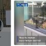 Viral Tikus Makan Masakan di Warteg, Waspada Saat Memilih Warung