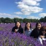 Populer di Inggris, Segini Tarif Menikmati Mayfield Lavender nan Memesona