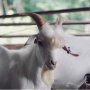 Kambing Ini Pura-pura Pingsan saat Mau Disembelih untuk Kurban Idul Adha