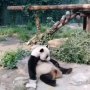 Sedang Duduk Santai, Panda Dilempari Batu Pengunjung Kebun Binatang
