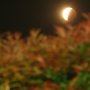 Cara Melihat Gerhana Bulan Total yang Aman Hari Ini, Perlukah Teleskop?