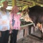Sapi Asal Agam Ini Jadi Hewan Kurban Pilihan Jokowi untuk Idul Adha 1440 H