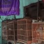 Gagal Bawa Kabur Burung, Kuping Suwanto Nyaris Putus Ditebas Pencuri