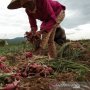 3 Cara Menanam Bawang Merah, Sederhana dan Praktis