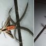 Sering Dikaitkan dengan Simbol Iblis, Sekilas tentang Creatonotos Gangis