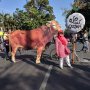 Ingatkan Warga untuk Berkurban, Warga Solo Bawa Sapi Raksasa ke Area CFD