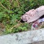 Mayat Wanita Nyaris Bugil di Pinggir Sawah Ternyata Alumni IPB Bogor