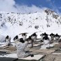 Suhu Minus 50 Derajat Celcius, Bagaimana Bertahan Hidup di Gletser Siachen?