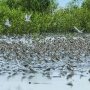 Sekali Setahun, Potret Migrasi Burung Migran di Taman Nasional Berbak