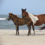 Duh, Selangkangan Turis Ini Kena Tendang Usai Ganggu Kuda Liar di Pantai