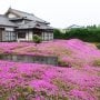 So Sweet, Pria Ini Buat Taman Bunga Agar Istrinya Tersenyum Kembali