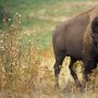 Keras Kepala Ingin Motret, Nenek 72 Tahun Ditanduk Bison