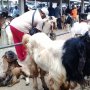 Jelang Idul Adha, Jasa Salon Kambing Minarjo Kebanjiran Order