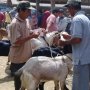 Jelang Idul Adha, Juragan Kambing Cilacap Kebanjiran Pesanan dari Jakarta