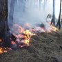 Kebakaran Hutan Lagi, Jokowi: Saya Telepon BNPB, Panglima TNI dan Kapolri
