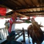 Cegah Stres, Sapi Kurban di Surabaya Pijat Dua Kali Sehari dan Minum Jamu
