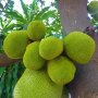 Dipotong Mirip Semangka, Tampilan Buah Nangka Ini Bikin Bingung Warganet