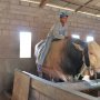 Dua Sapi Kurban Dibeli Jokowi, Peternak Senang dan Berharap Bisa Terkenal