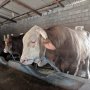 Harganya Fantastis, Ini 2 Sapi Lembu Suro yang Dibeli Jokowi buat Kurban