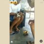 Keji, 2 Pemuda Cekoki Miras ke Anak Kucing hingga Kesulitan Bangun