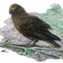 Disangka Punah, Ilmuwan Temukan Spesies Burung Nuri Setinggi 1 Meter