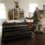 Pecinta Kucing, Sudah Tahu Fakta Kucing yang Ini Belum?