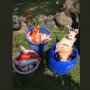 Tragis! Cerita Pilu Pemilik Ikan Koi Mati Akibat Pemadaman Listrik
