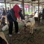 Dispertan Solo Imbau Warga Tidak Cuci Jeroan Hewan Kurban di Sungai