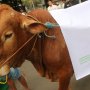 Kurban Sapi Tapi Patungan atau Kambing Sendirian, Lebih Baik Mana?
