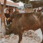 Duh, Awkarin Nyaris Diseruduk Sapi Kurbannya Sendiri